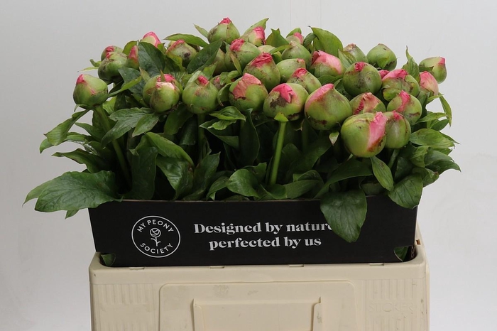 <h4>Paeonia Coco Chiffon</h4>