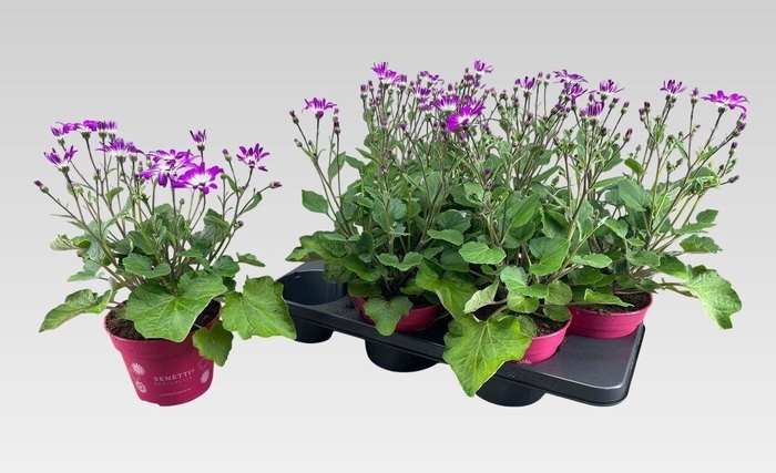 <h4>PERI C SEN PINK BIC</h4>