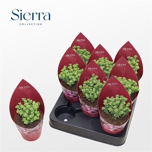 Crassula Tom Thub (Sierra)