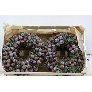 Wr Cypresse Cone Mix 30cm