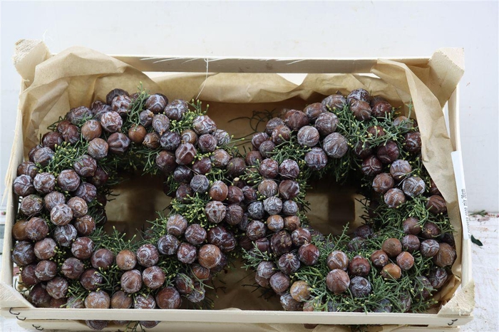 <h4>Wr Cypresse Cone Mix 30cm</h4>