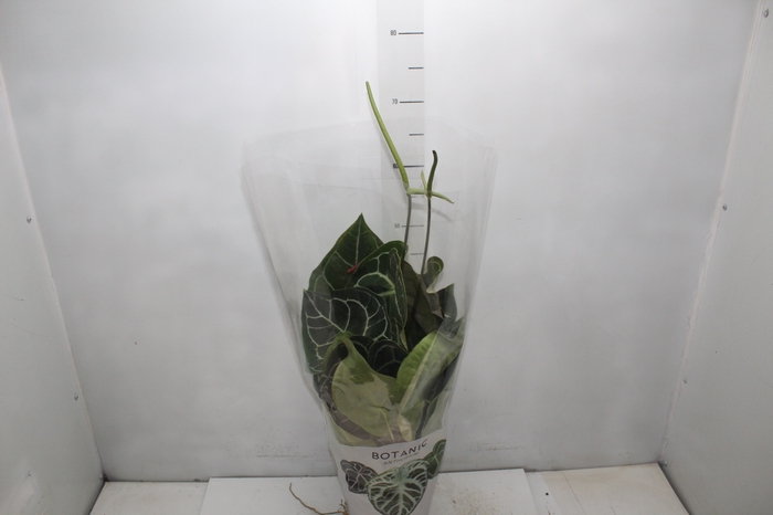 <h4>ANTHURIUM CRYSTALLINUM P17</h4>