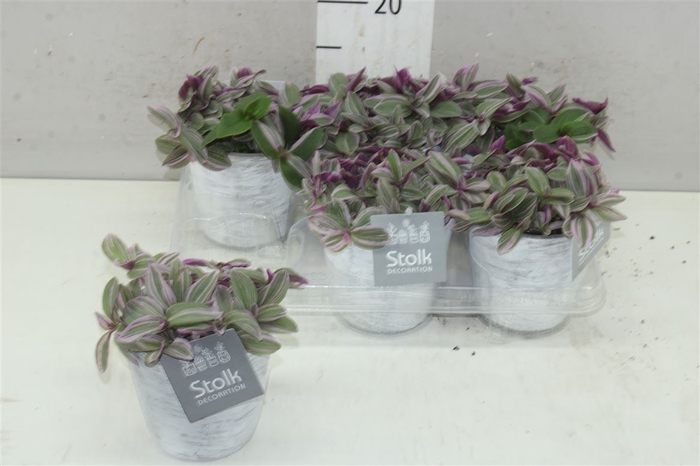 <h4>Tradescantia Sweetness White Wash Keramiek</h4>