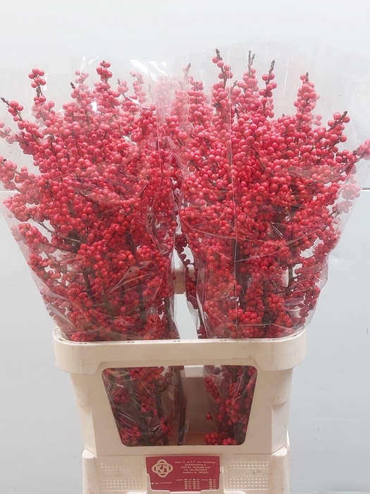 <h4>Ilex Vert. Rode Bes</h4>