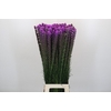 Liatris Callilepis