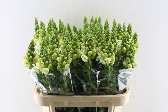 <h4>Antirrhinum Antibes White</h4>