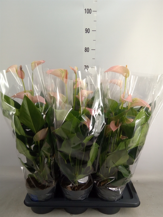 <h4>Anthurium andr. 'Joli Peach'</h4>