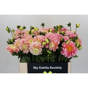 Dahlia DE 'Giovanna'
