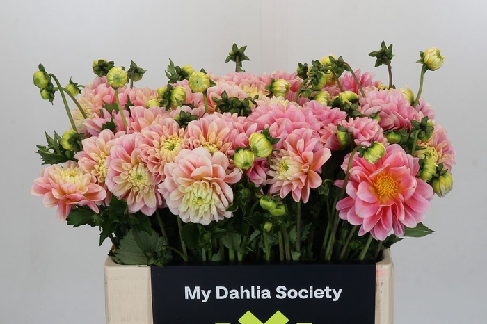 <h4>Dahlia DE 'Giovanna'</h4>
