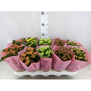 Kalanchoe blos.   ..rosebud mix