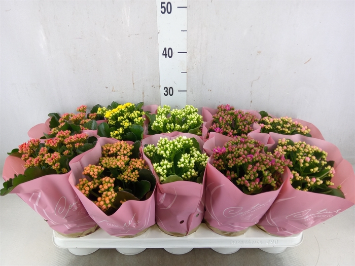 <h4>Kalanchoe blos.   ..rosebud mix</h4>