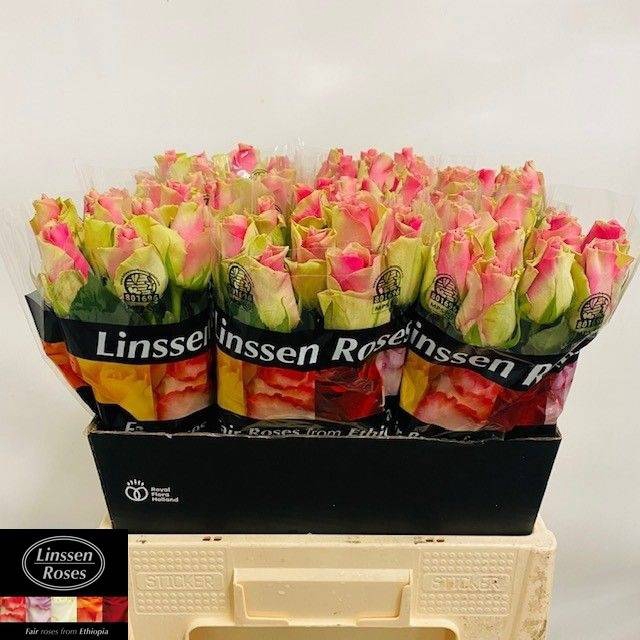 <h4>R GR BELLE ROSE</h4>