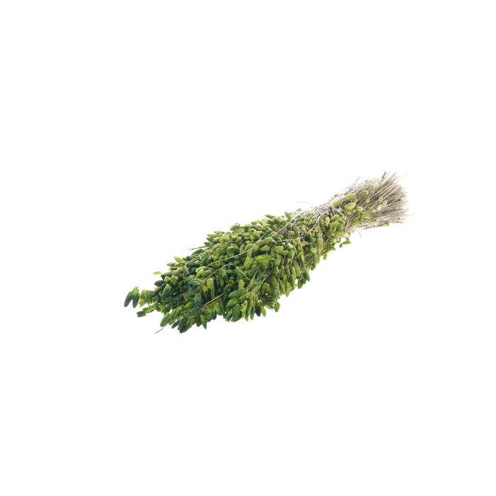 <h4>Briza Maxima Green</h4>