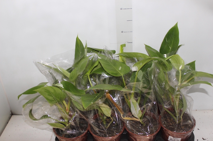 <h4>PHILODENDRON WHITE PRINCESS P15</h4>