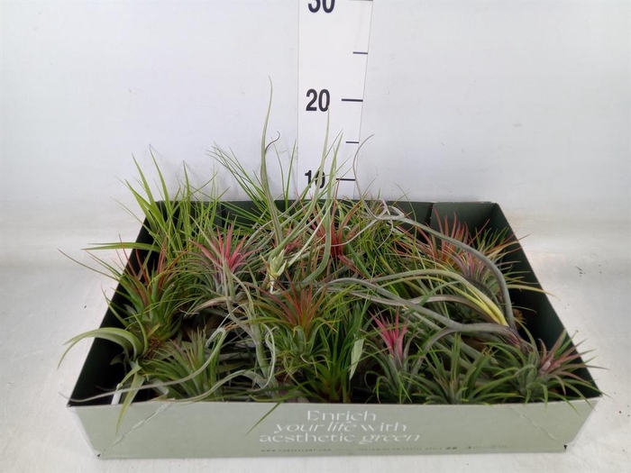 <h4>Tillandsia</h4>