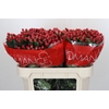 Hypericum True Romance