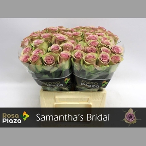 R GR SAMANTHA BRIDAL