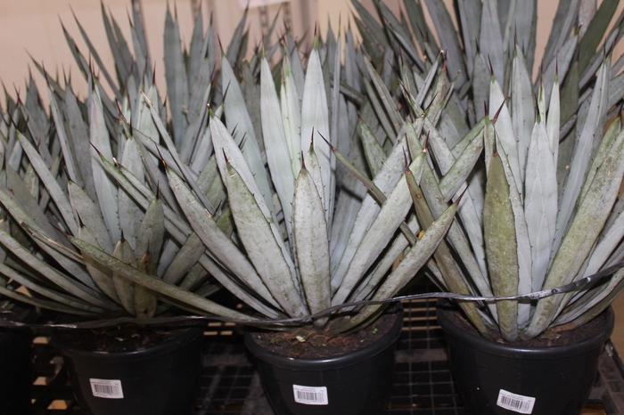 <h4>AGAVE MACROACANTHA P24</h4>