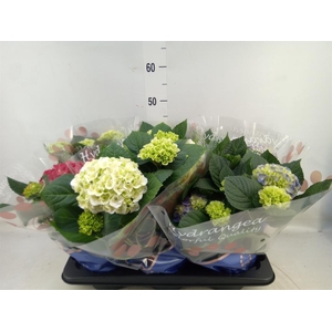 Hydrangea mac.   ...mix