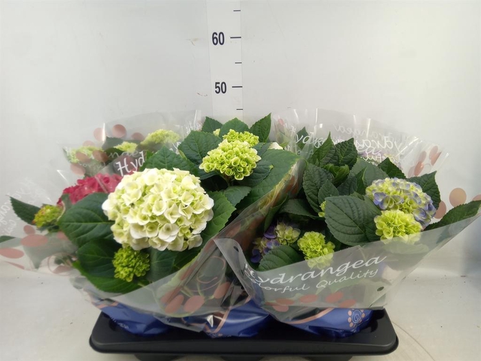 <h4>Hydrangea mac. ...mix</h4>