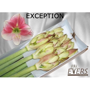 HIPPEASTRUM GA 'EXCEPTION'