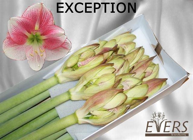<h4>HIPPEASTRUM GA 'EXCEPTION'</h4>