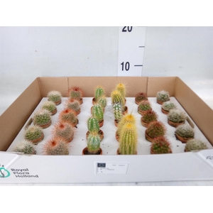Cactus   ...mix