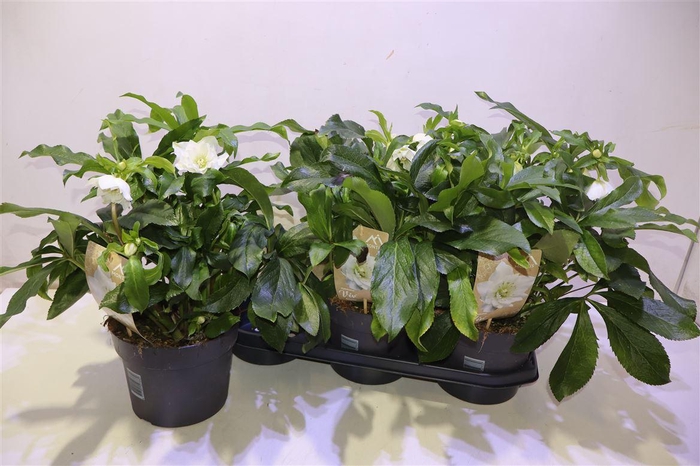 <h4>Hell Orientalis</h4>