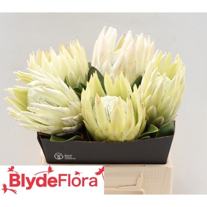 PROTEA CYNAROIDES
