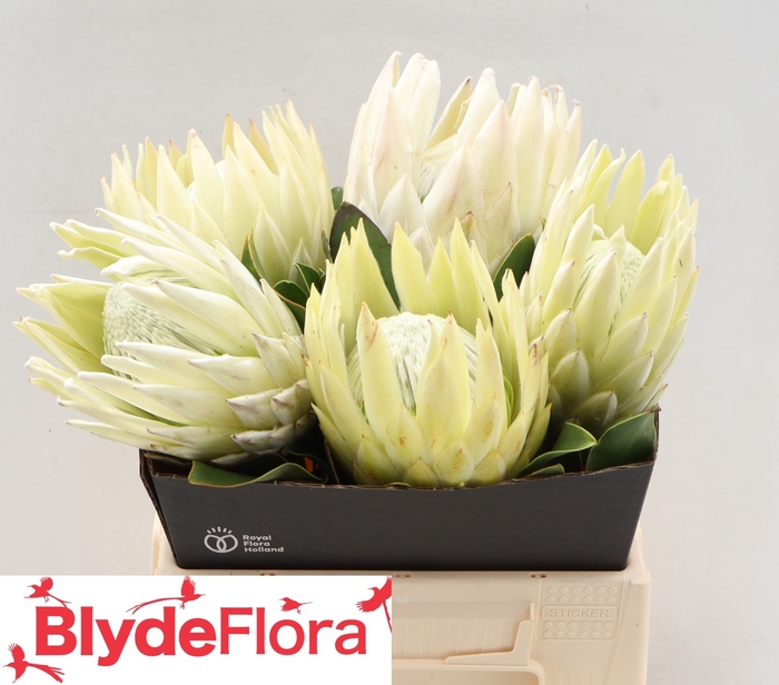 <h4>PROTEA CYNAROIDES</h4>