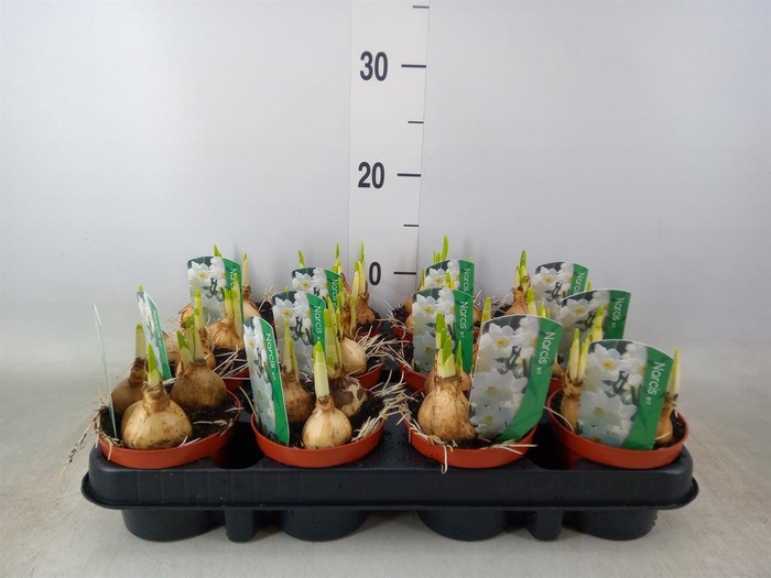 <h4>Narcissus   ...</h4>