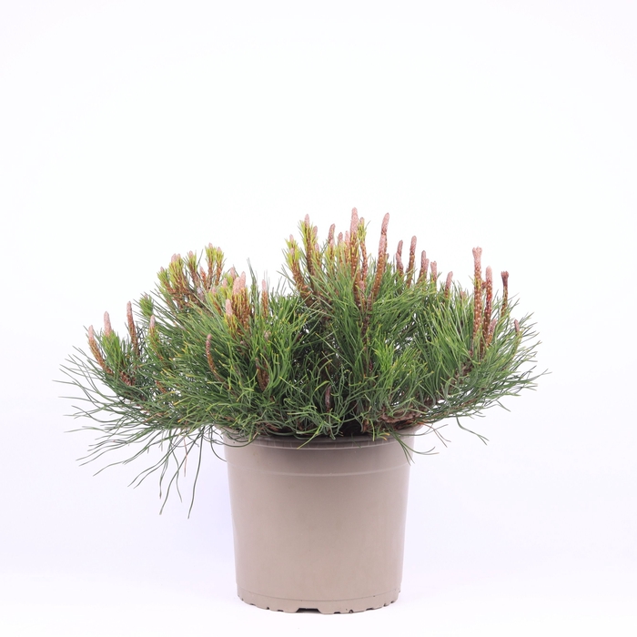 <h4>Pinus Mugo Mughus</h4>