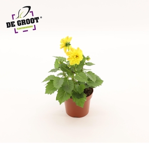 Dahlia (geel)