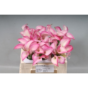 Zantedeschia call mario