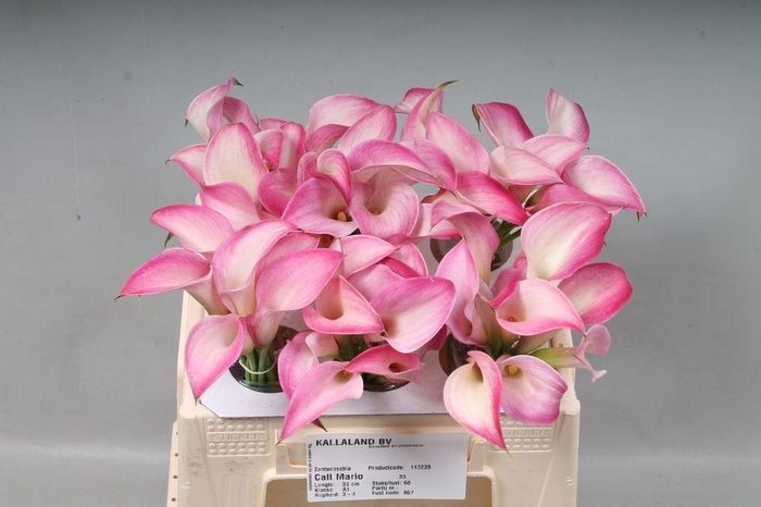 <h4>Zantedeschia call mario</h4>