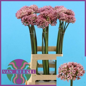 ALLIUM PINK JEWEL