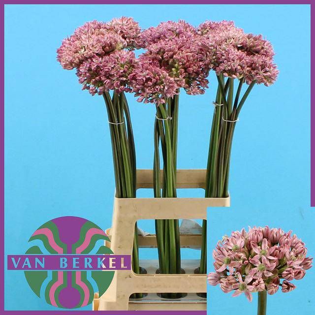 <h4>ALLIUM PINK JEWEL</h4>