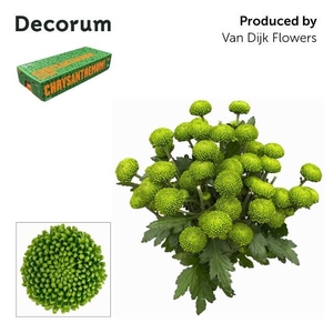 CHRYSANTHEMUM TR 'DELIGREEN'