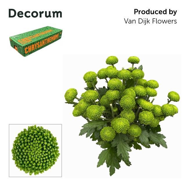<h4>CHRYSANTHEMUM TR 'DELIGREEN'</h4>