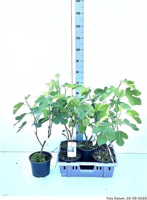 <h4>FICUS CARICA</h4>