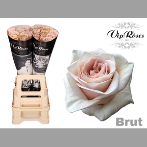 R GR BRUT! x20
