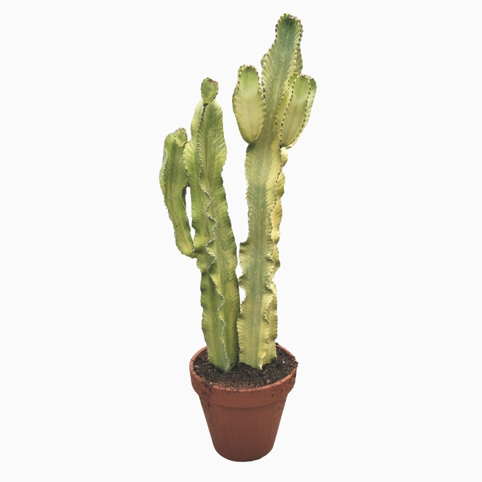 <h4>Euphorbia ingens Variegata</h4>