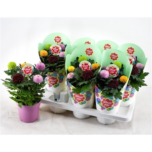 Flowerpops