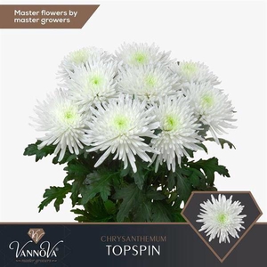 Chr G Topspin Vannova