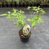 Buddleja White Profusion