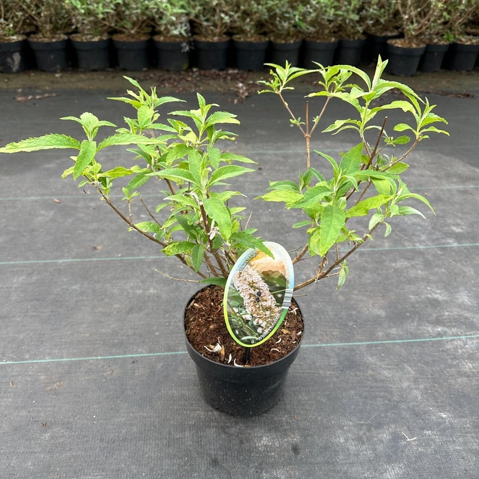 <h4>Buddleja White Profusion</h4>