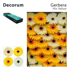 GE GR MIXED YELLOW