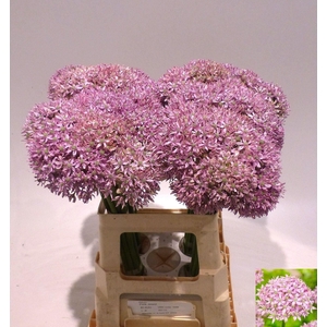 ALLIUM PINK JEWEL ALLIUM PINK JEWEL
