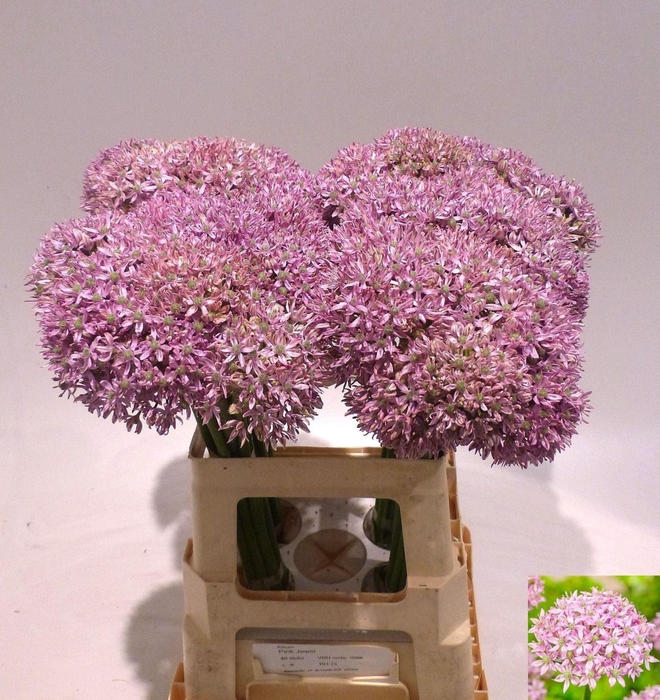 <h4>ALLIUM PINK JEWEL ALLIUM PINK JEWEL</h4>