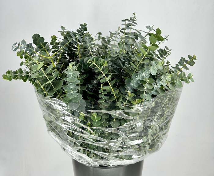 Euc. Baby Blue Short